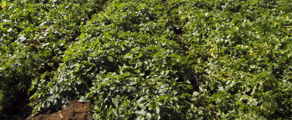 Mobilizer increase in potato yield
